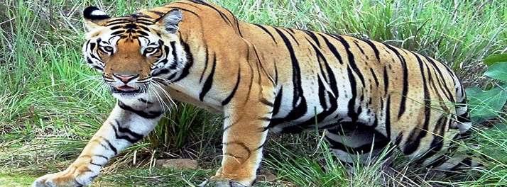 1403/Village Machaan Resort - Pench National Park 17.jpg